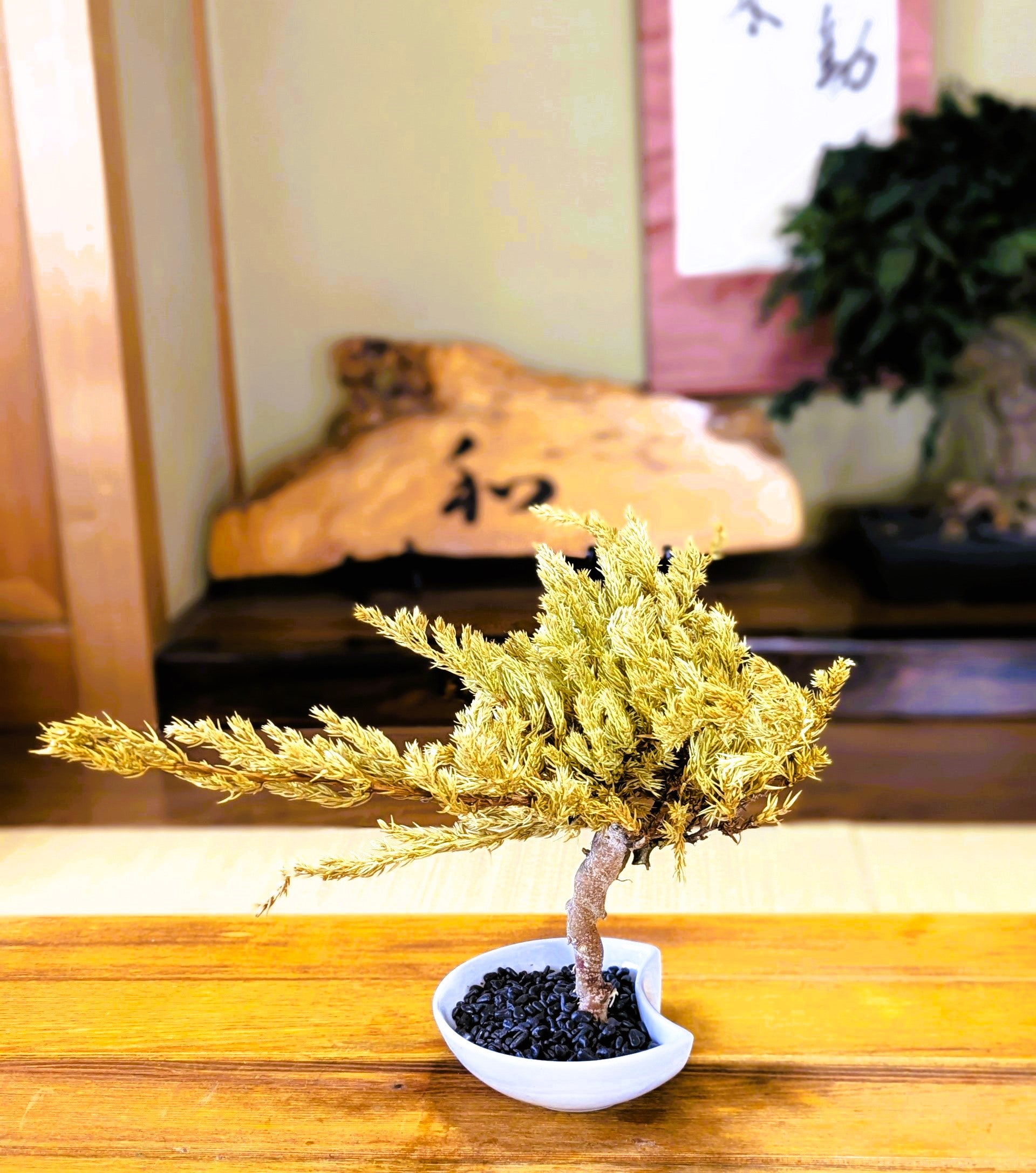 DRY BONSAI (5014)