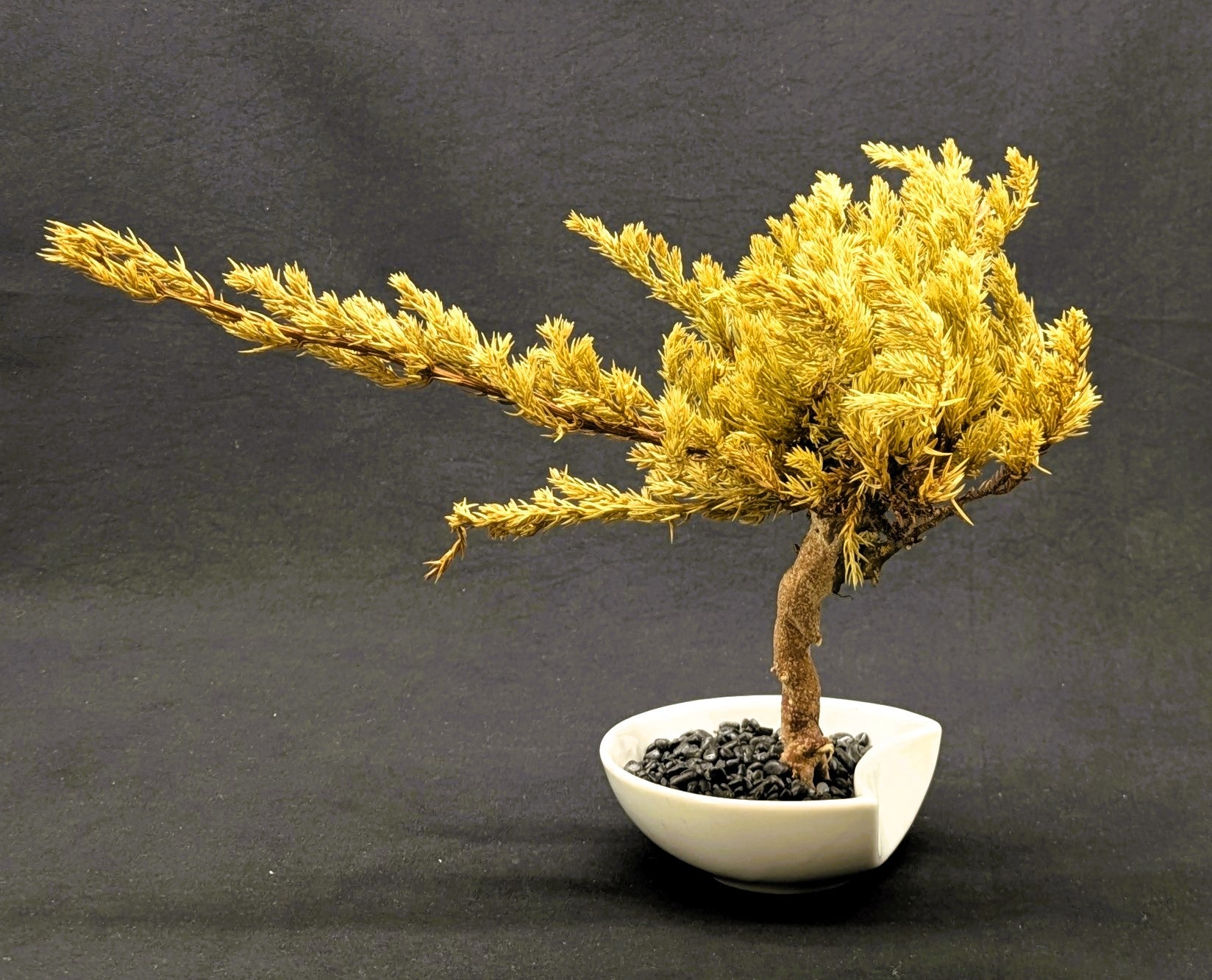 DRY BONSAI (5014)