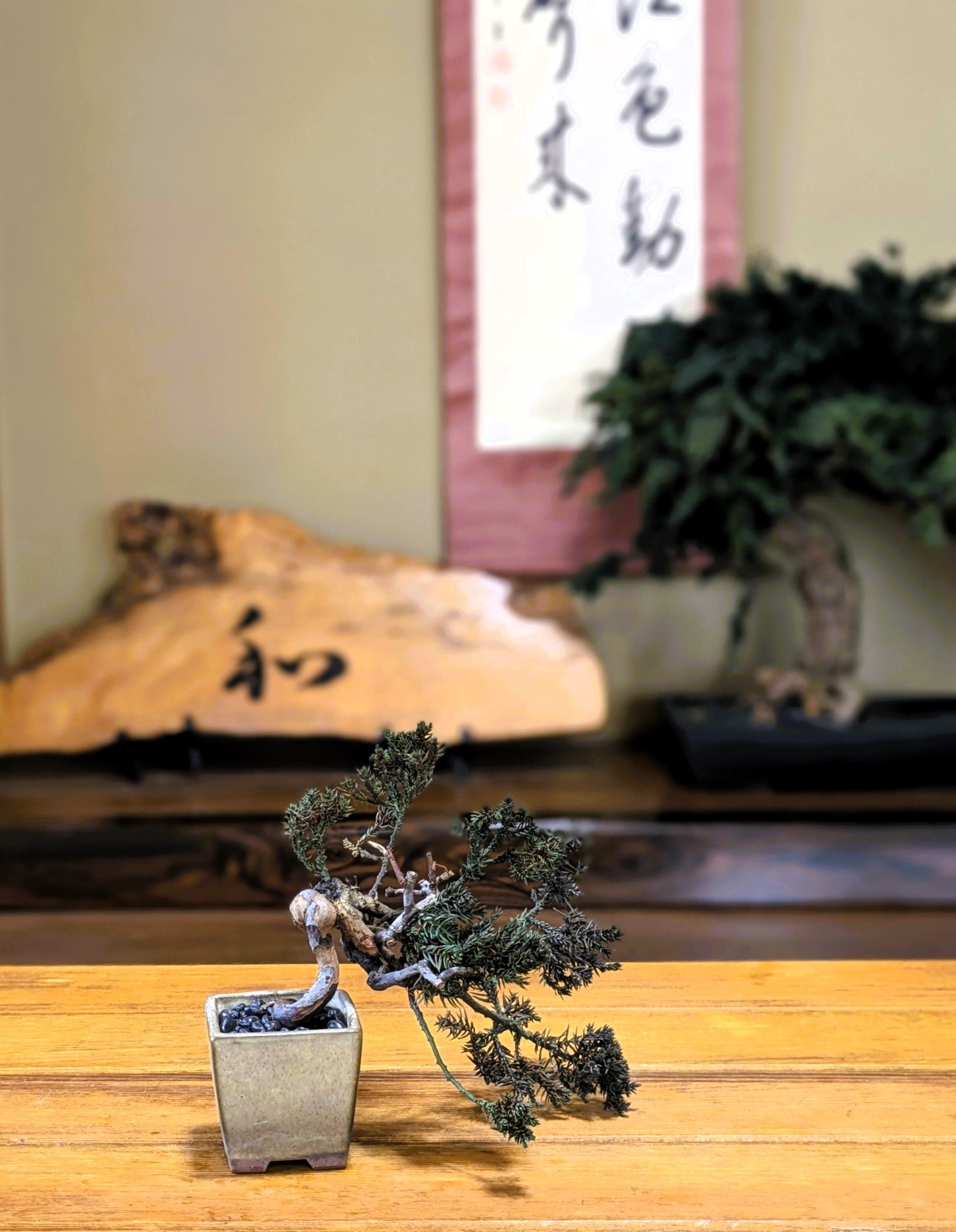 DRY BONSAI (5040-2)