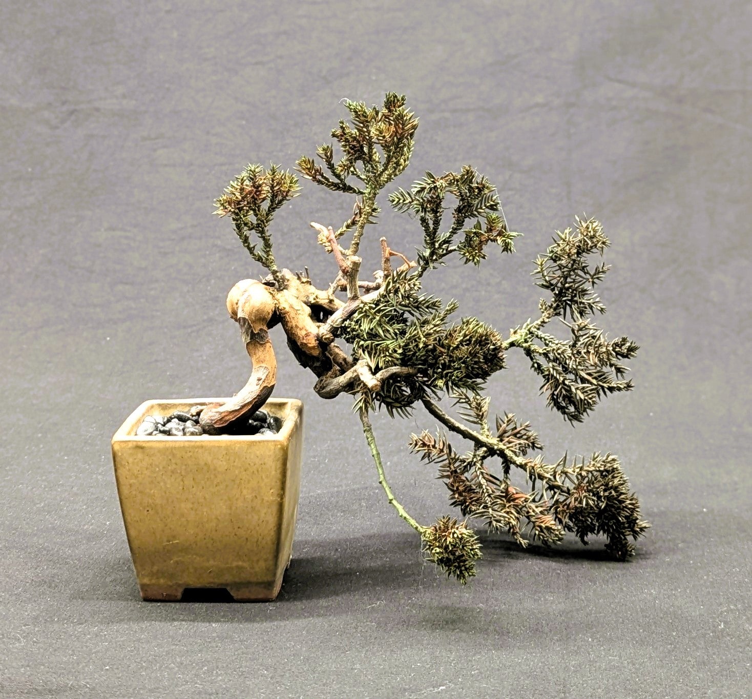 DRY BONSAI (5040-2)