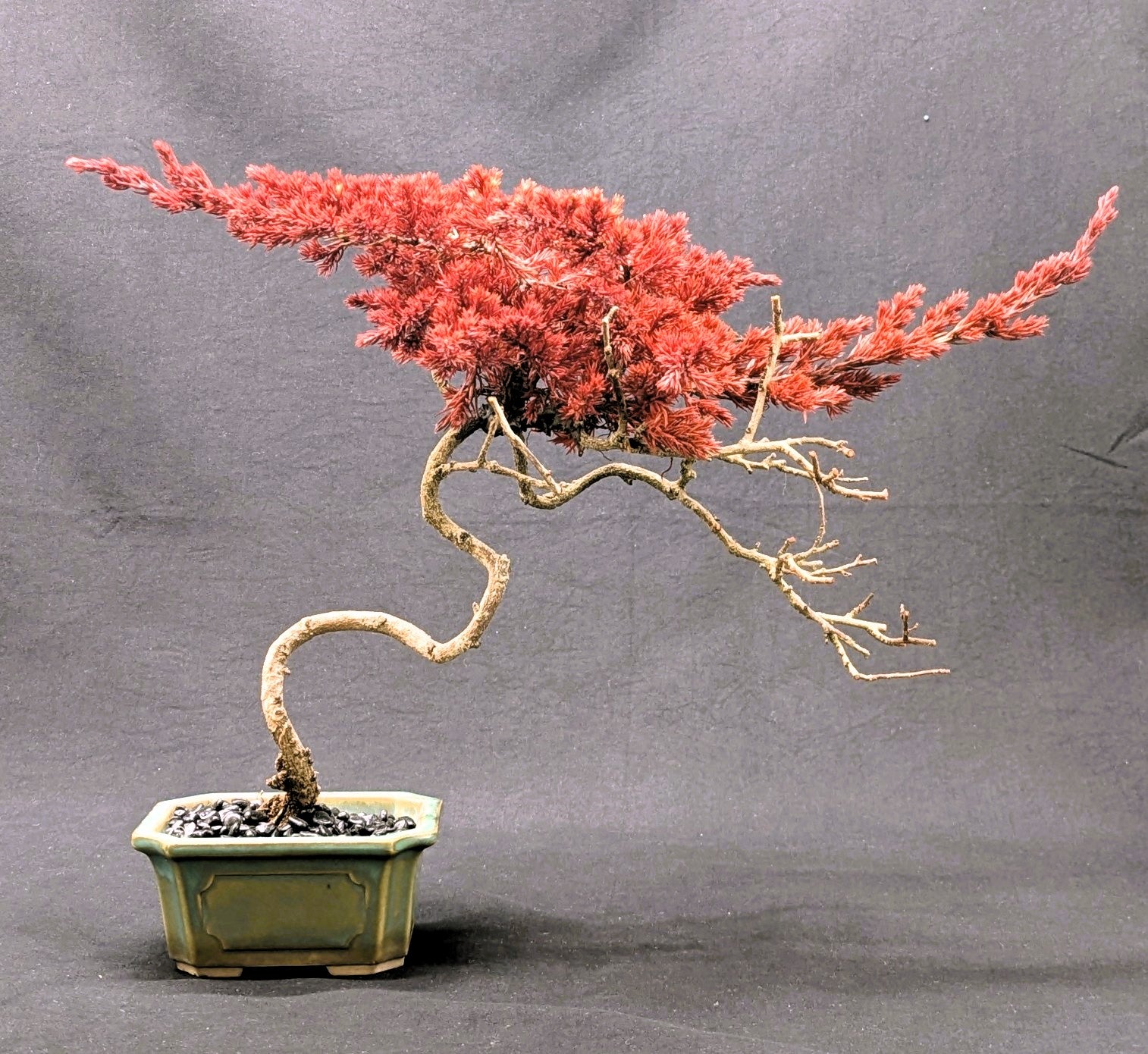 DRY BONSAI (5051)