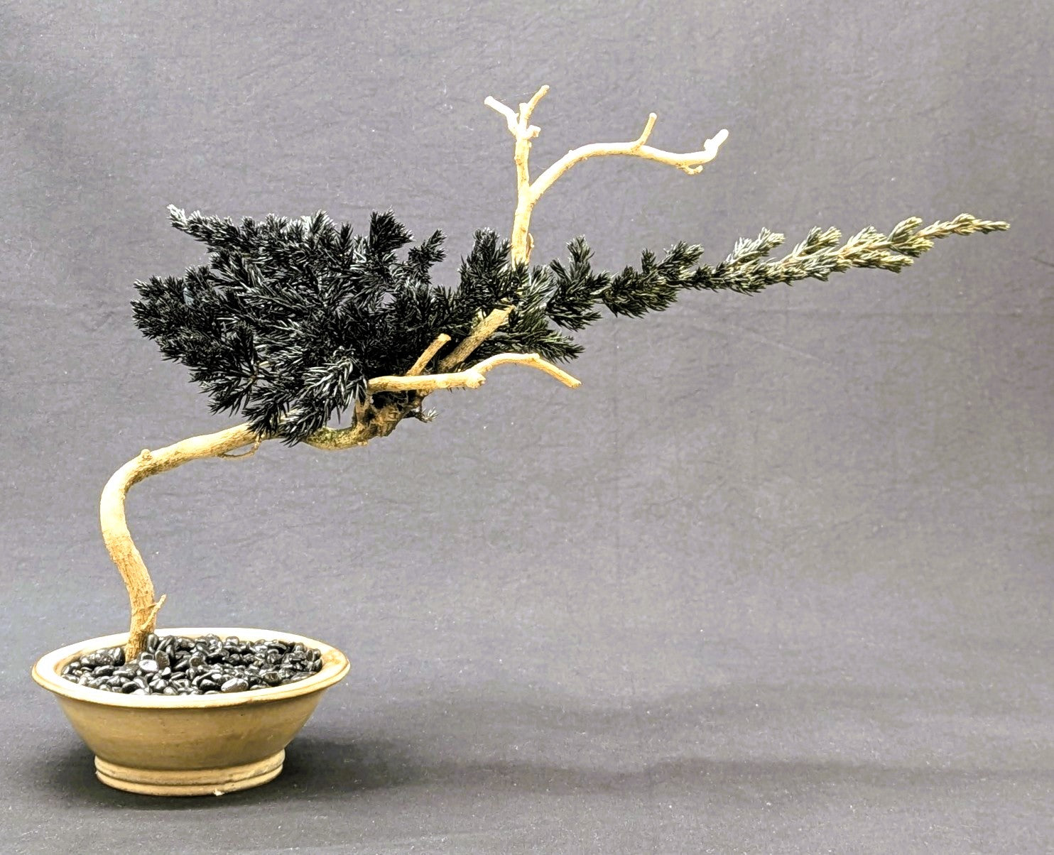 DRY BONSAI (5052)