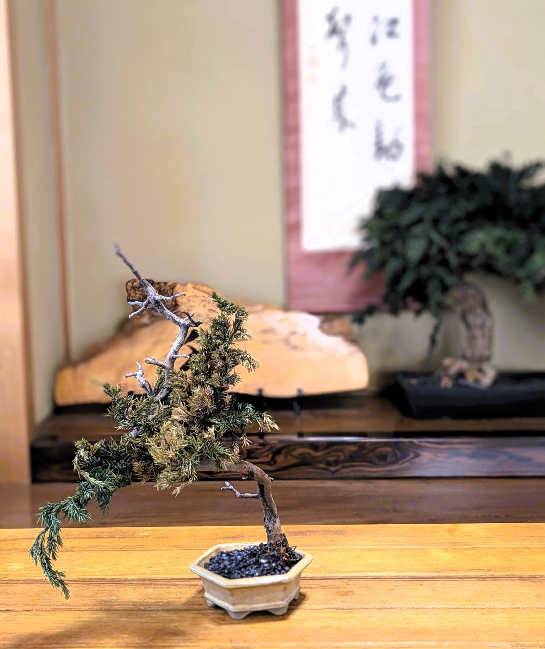 DRY BONSAI (5055)