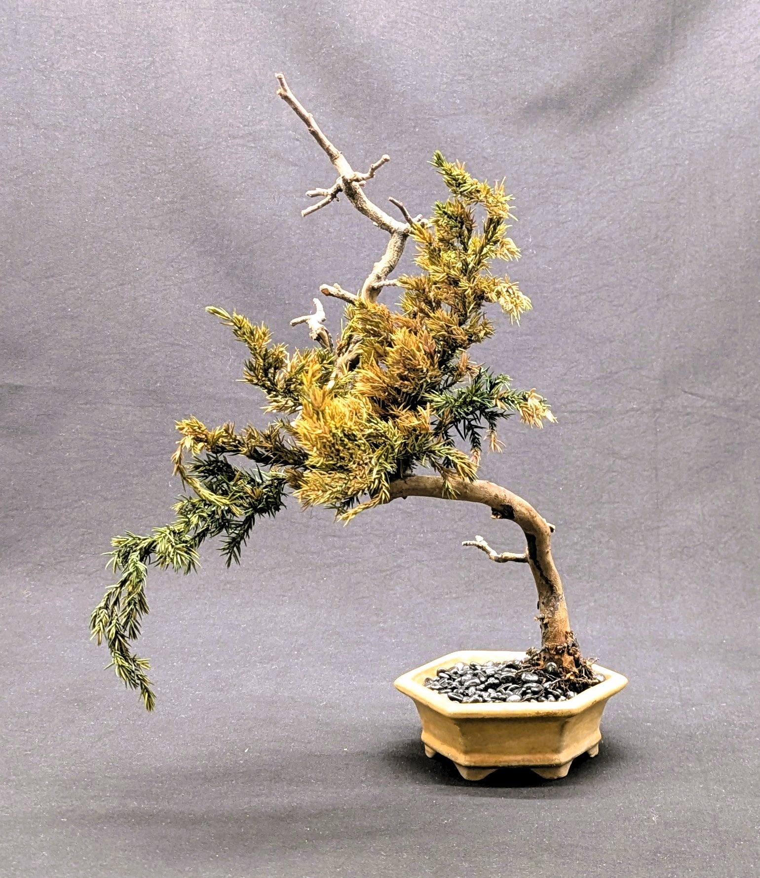 DRY BONSAI (5055)