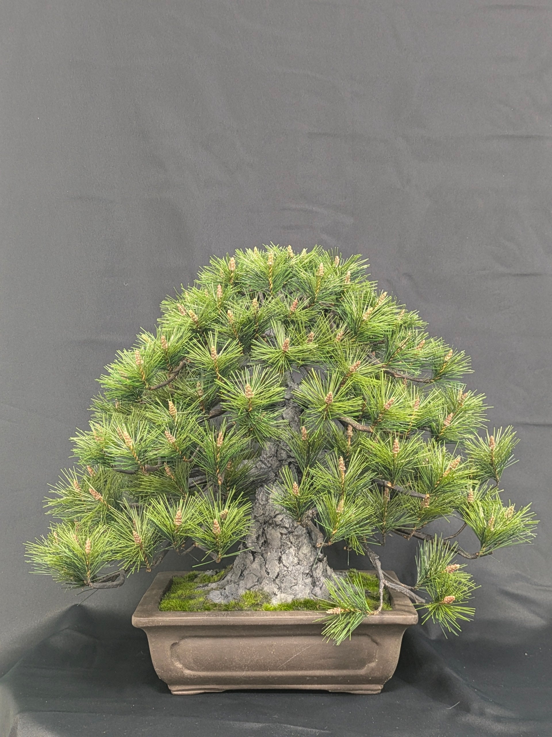 DRY BONSAI Craft Series (R411-02)