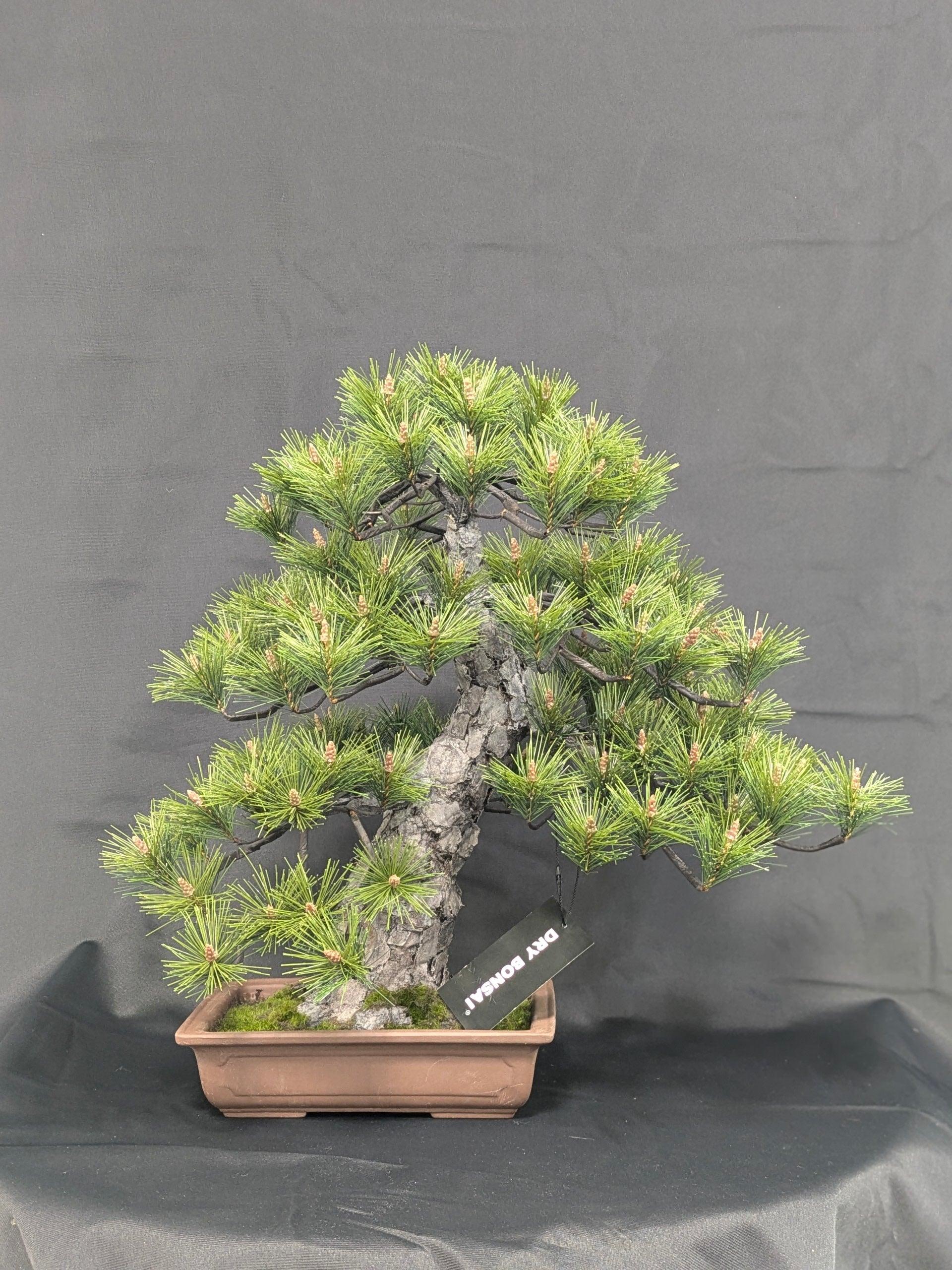 DRY BONSAI Craft Series (R411-03)