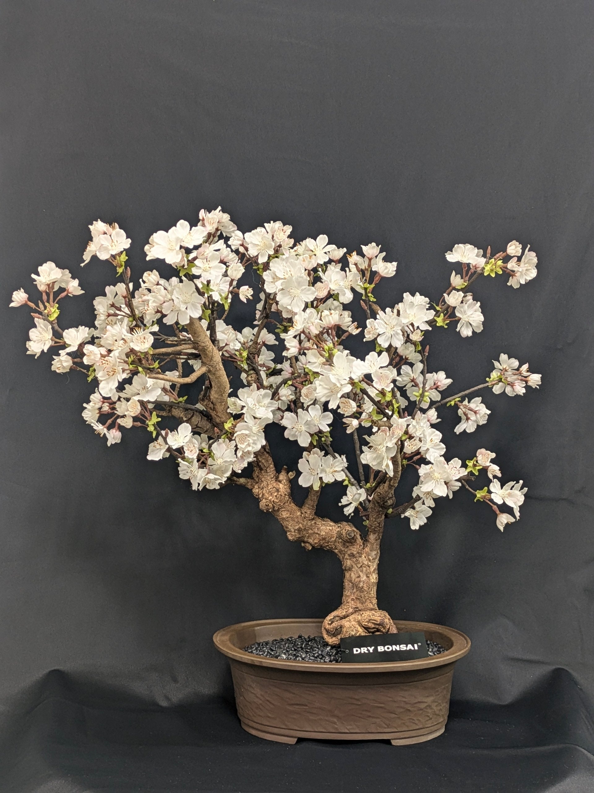 DRY BONSAI (R412-01)