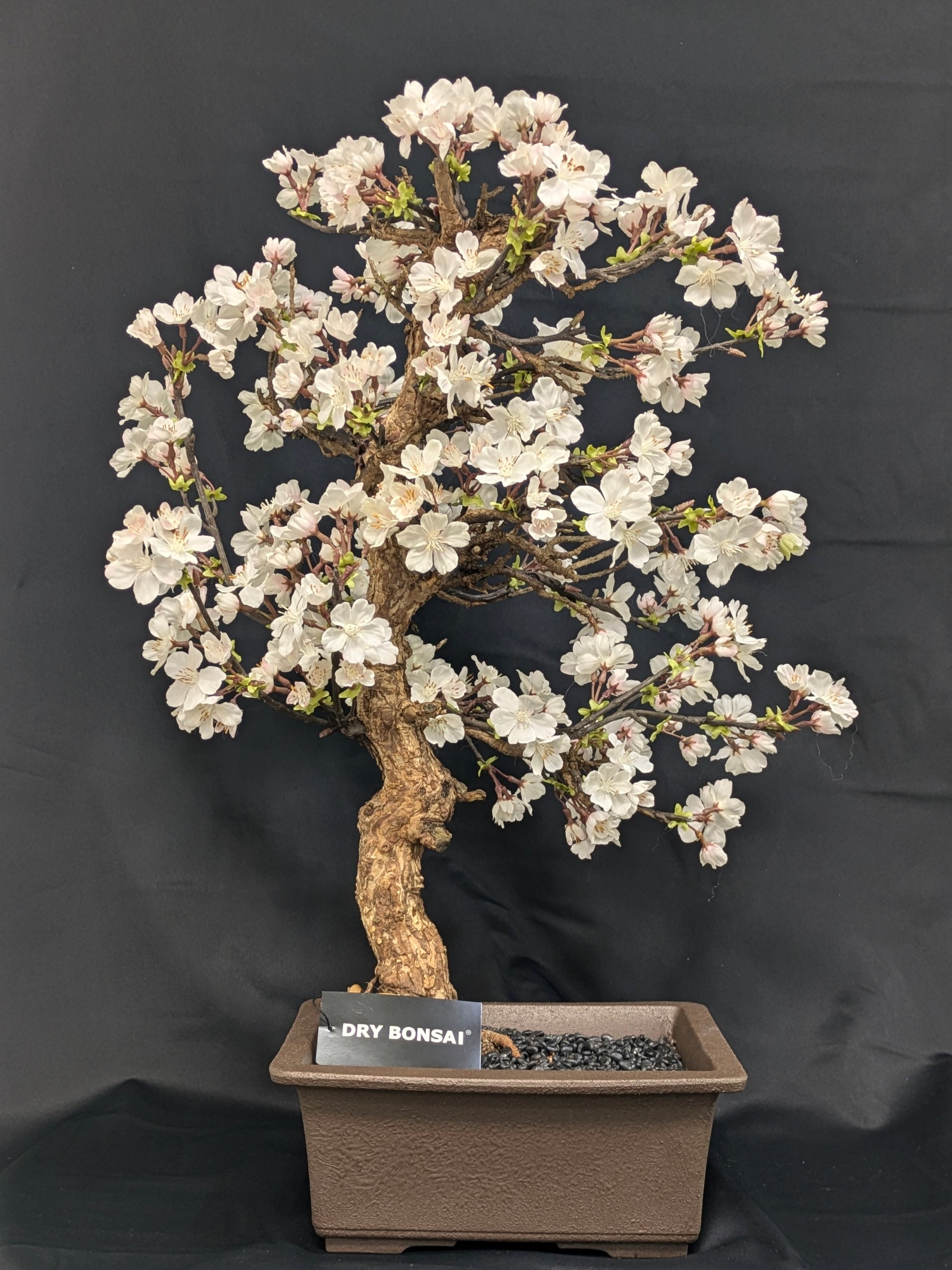 DRY BONSAI (R412-02)