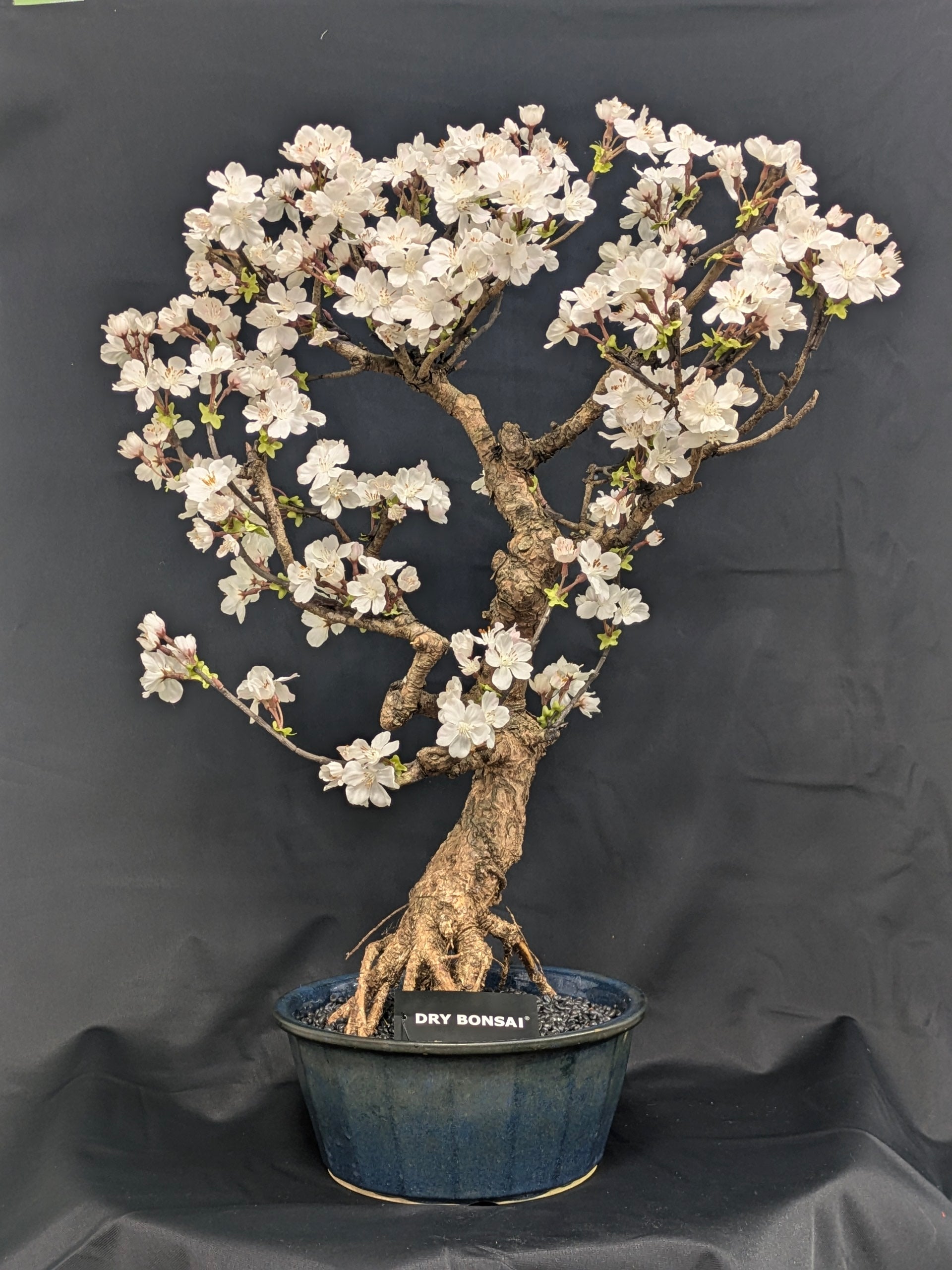 DRY BONSAI (R412-03)