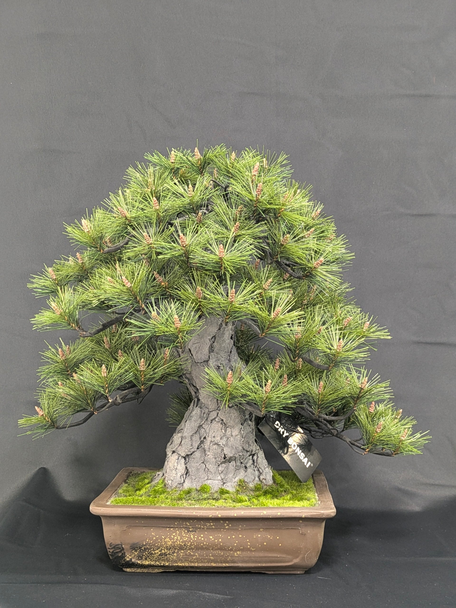 DRY BONSAI Craft Series (R412-05)