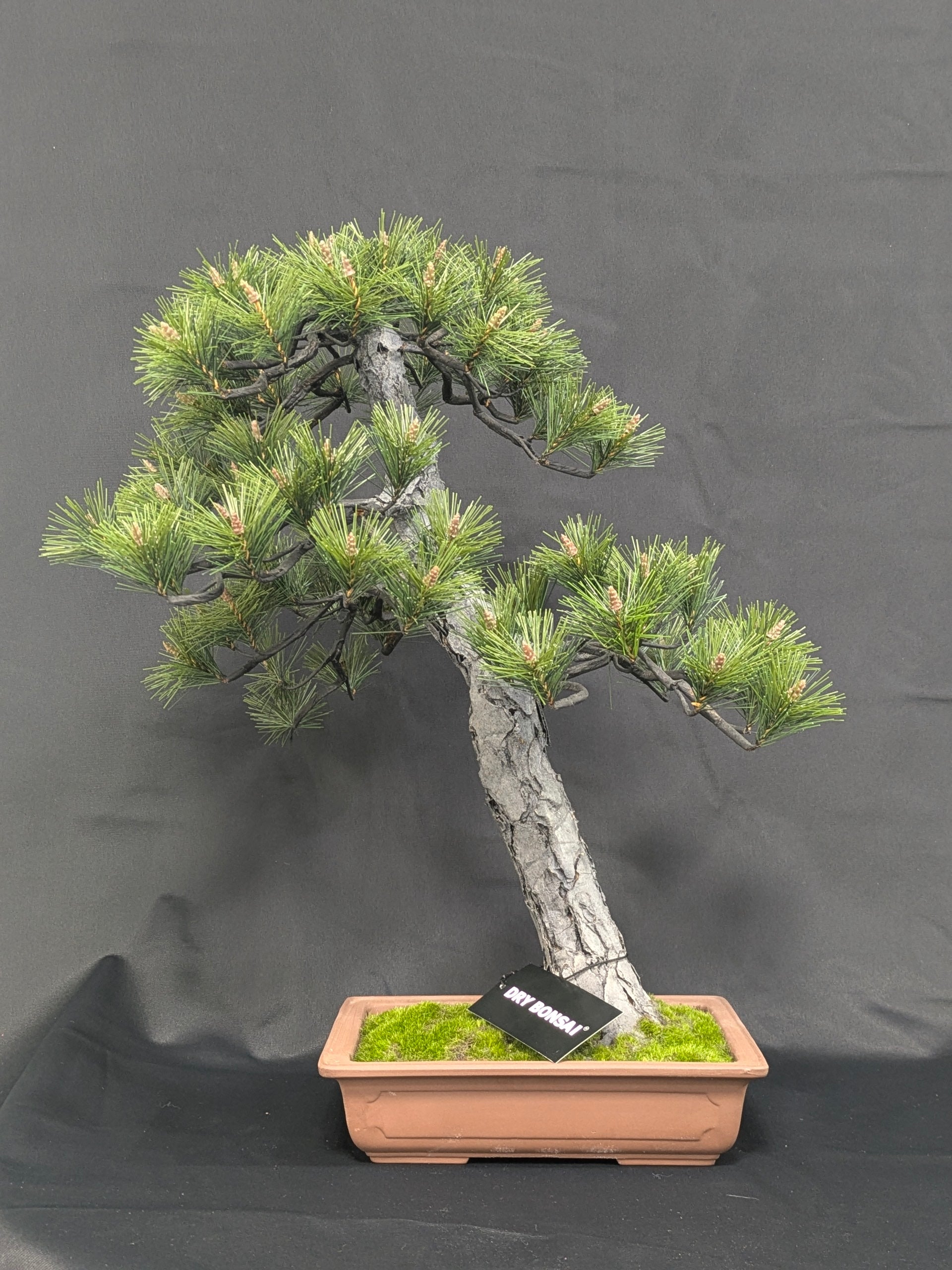 DRY BONSAI Craft Series (R412-06)