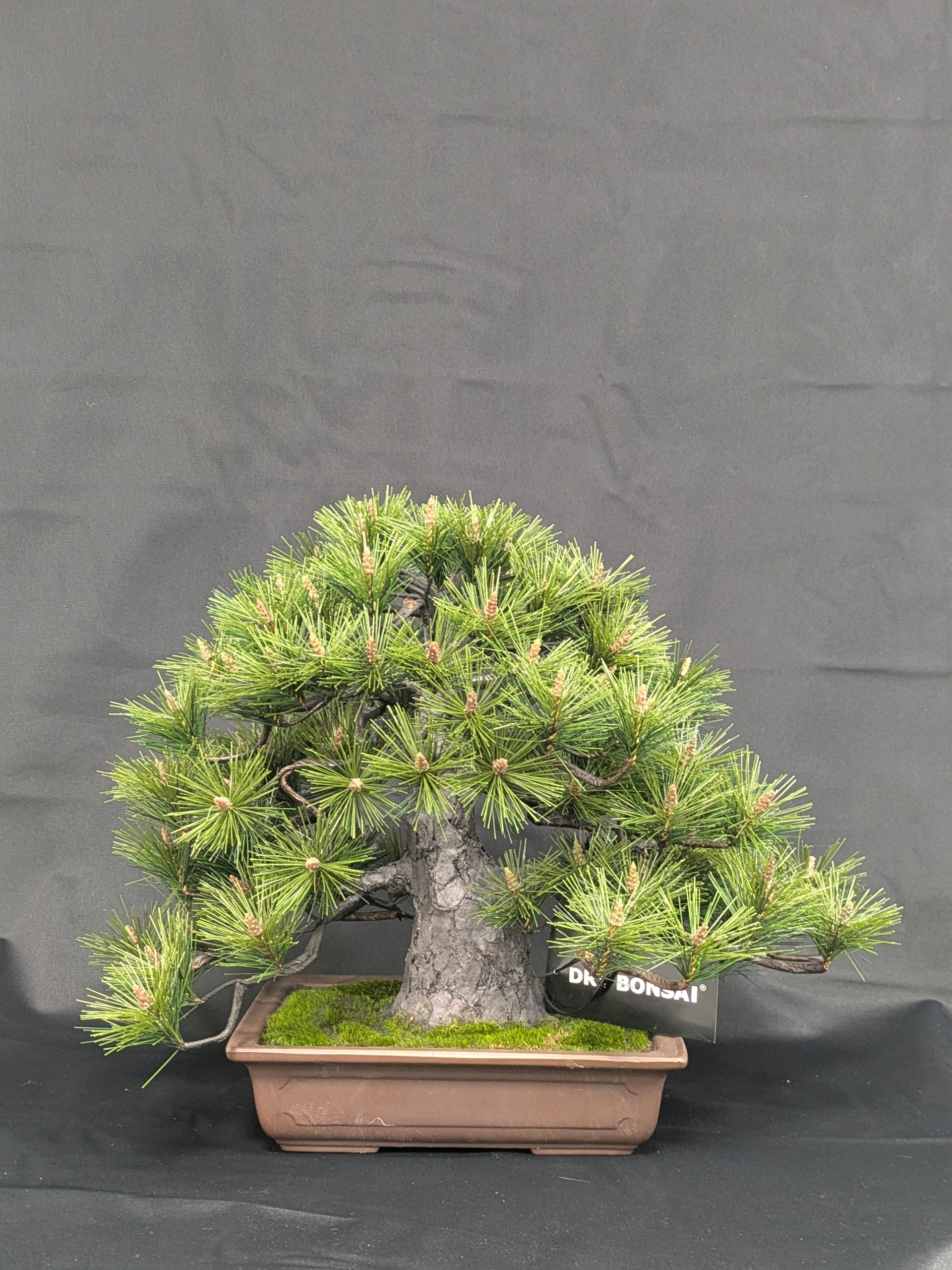 DRY BONSAI Craft Series (R412-07)