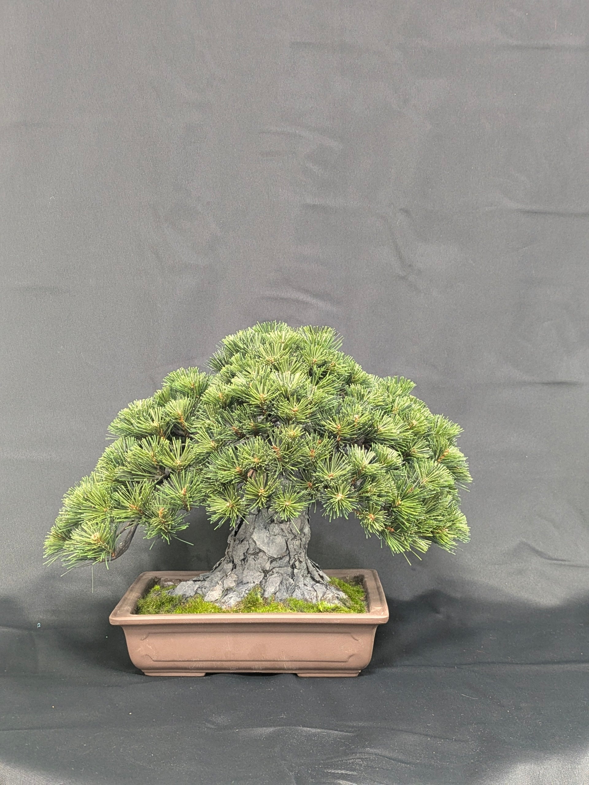 DRY BONSAI Craft Series (R412-08)