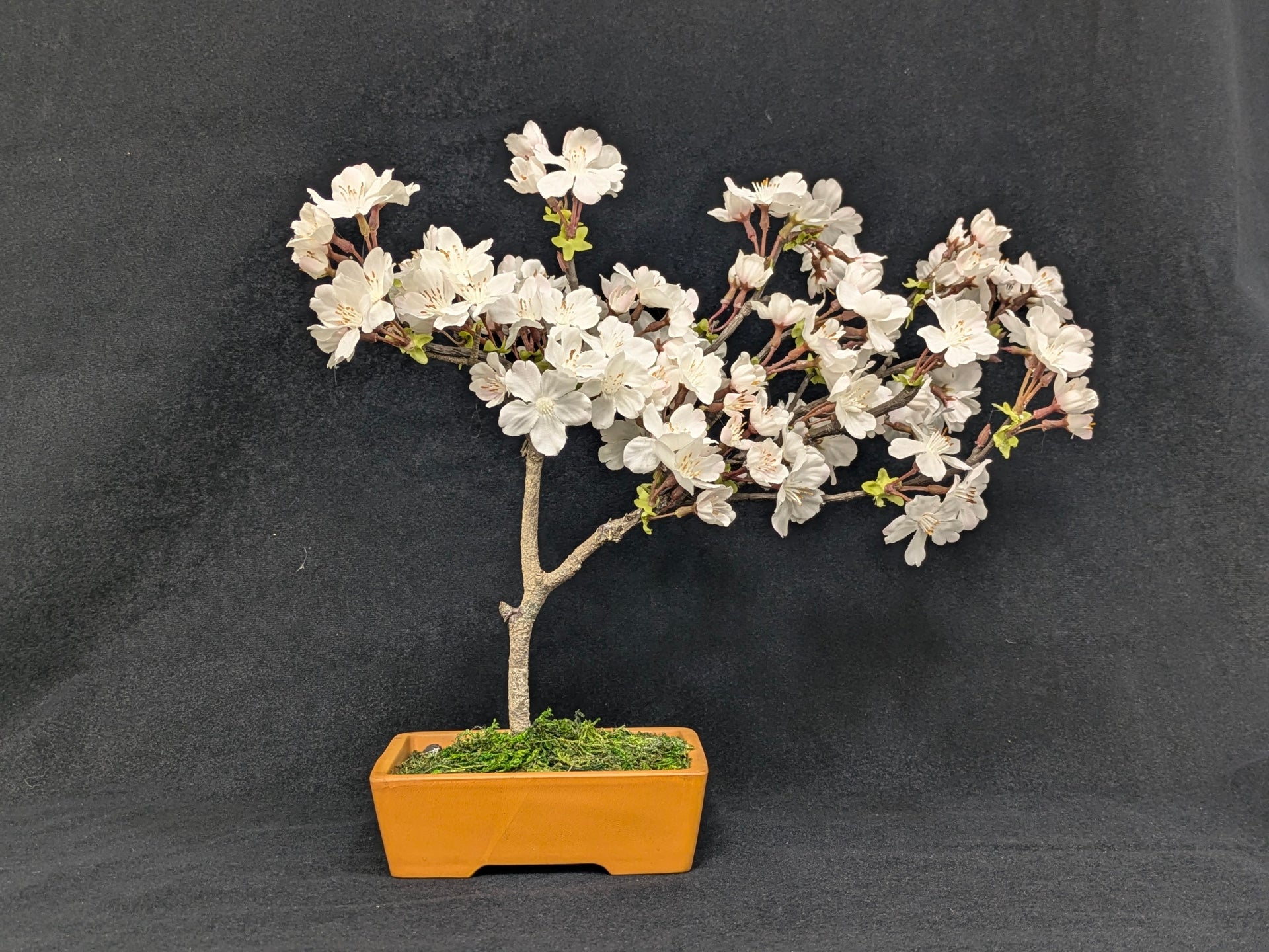 DRY BONSAI (R412-09)