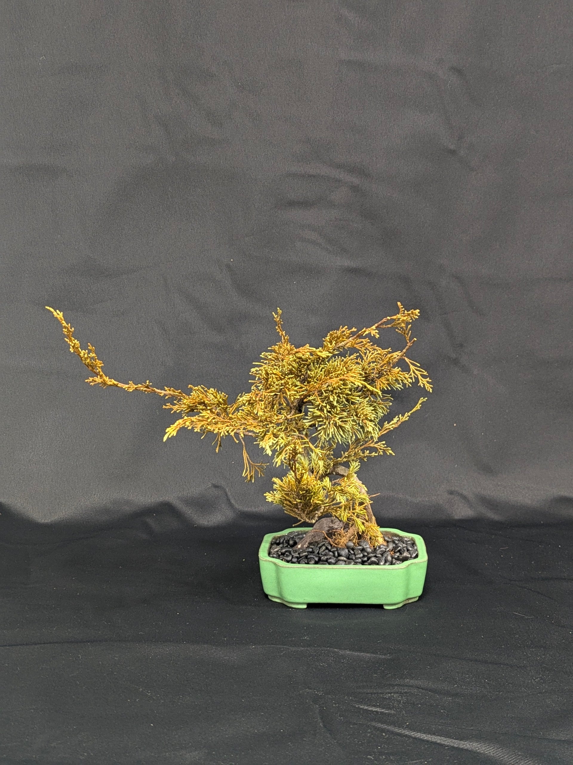 DRY BONSAI (R412-11)