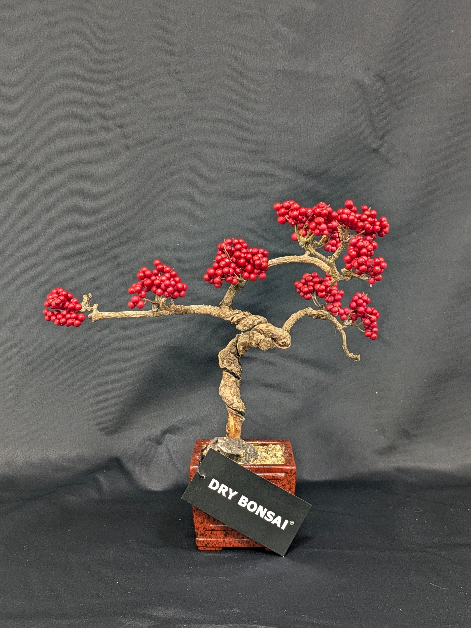 DRY BONSAI (R412-12)