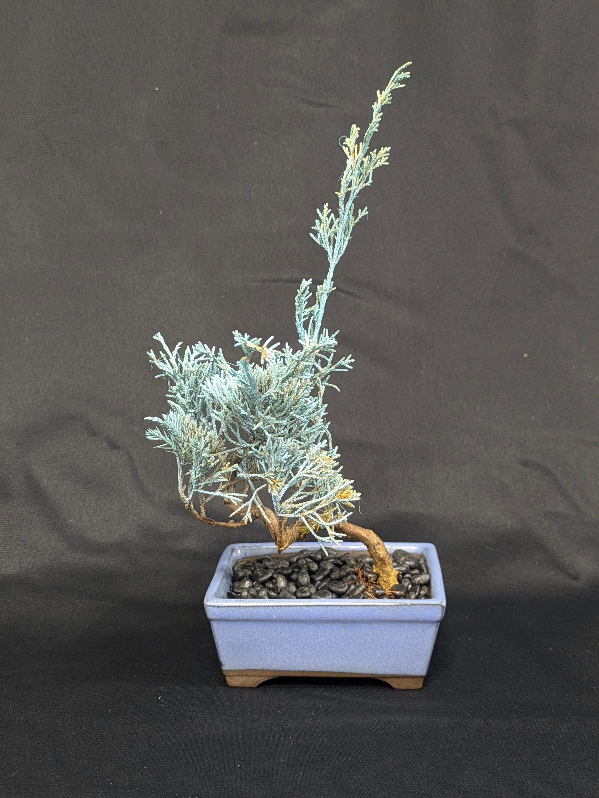 DRY BONSAI (R412-13)