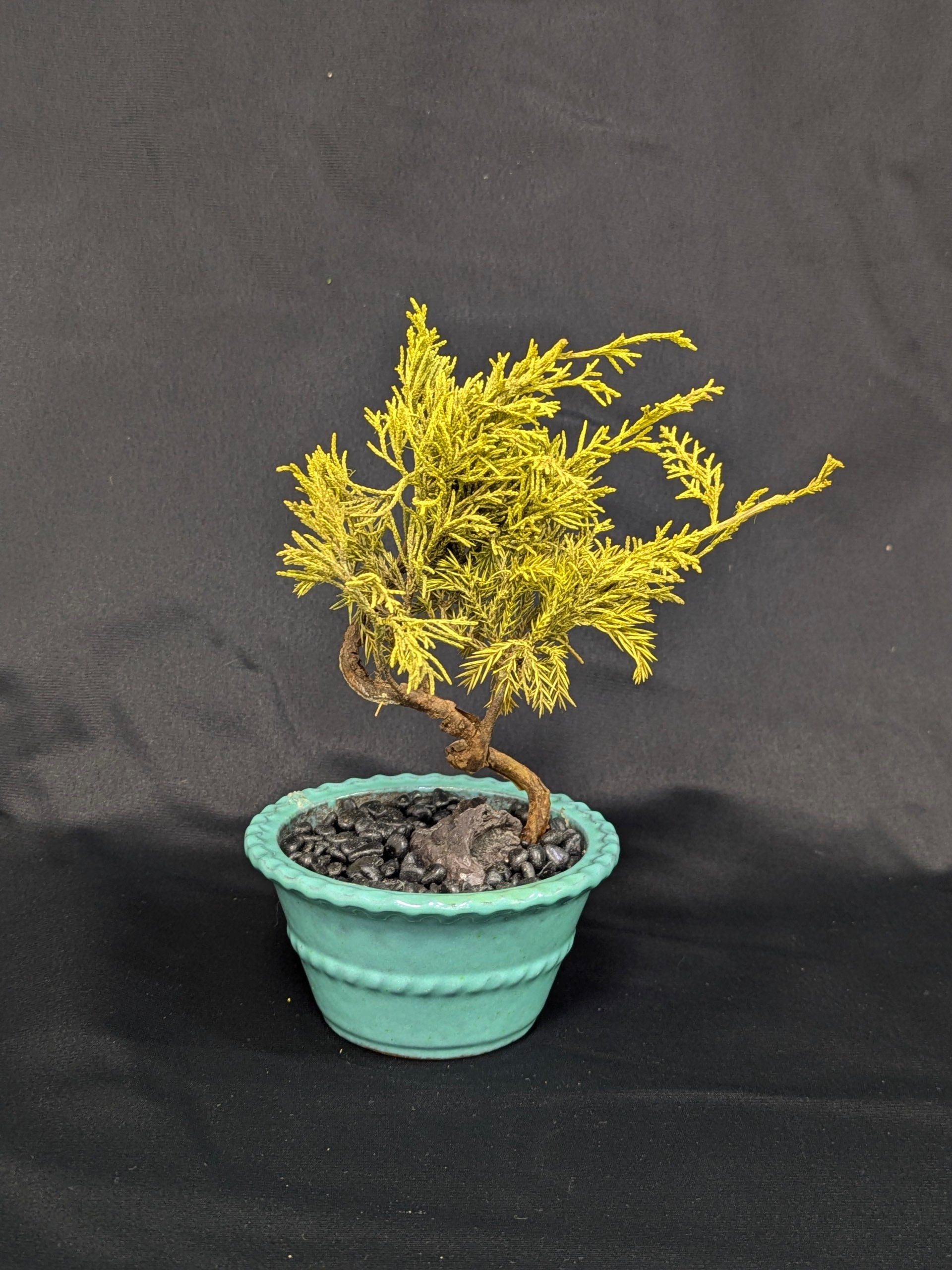 DRY BONSAI (R412-14)