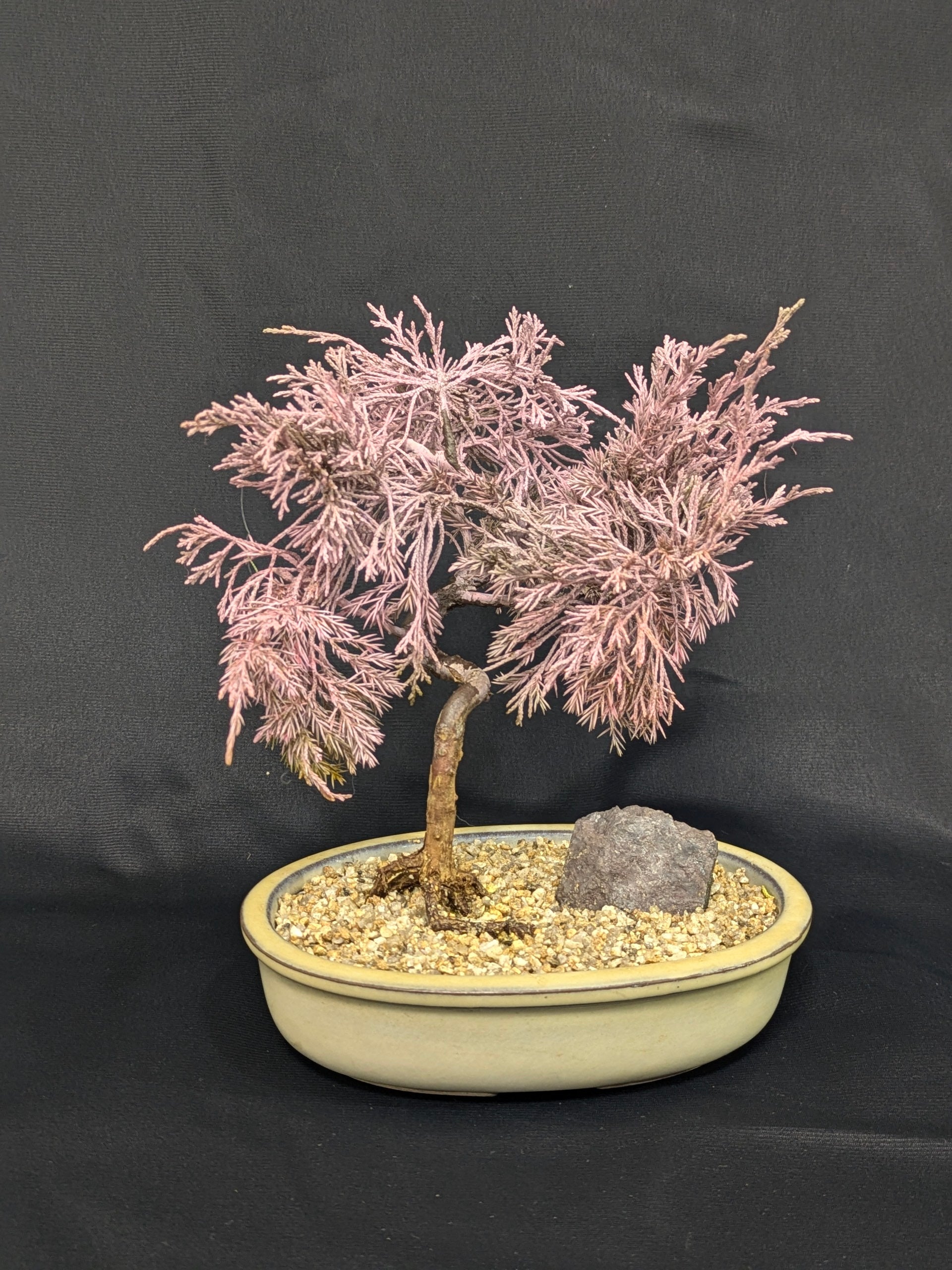 DRY BONSAI (R412-15)