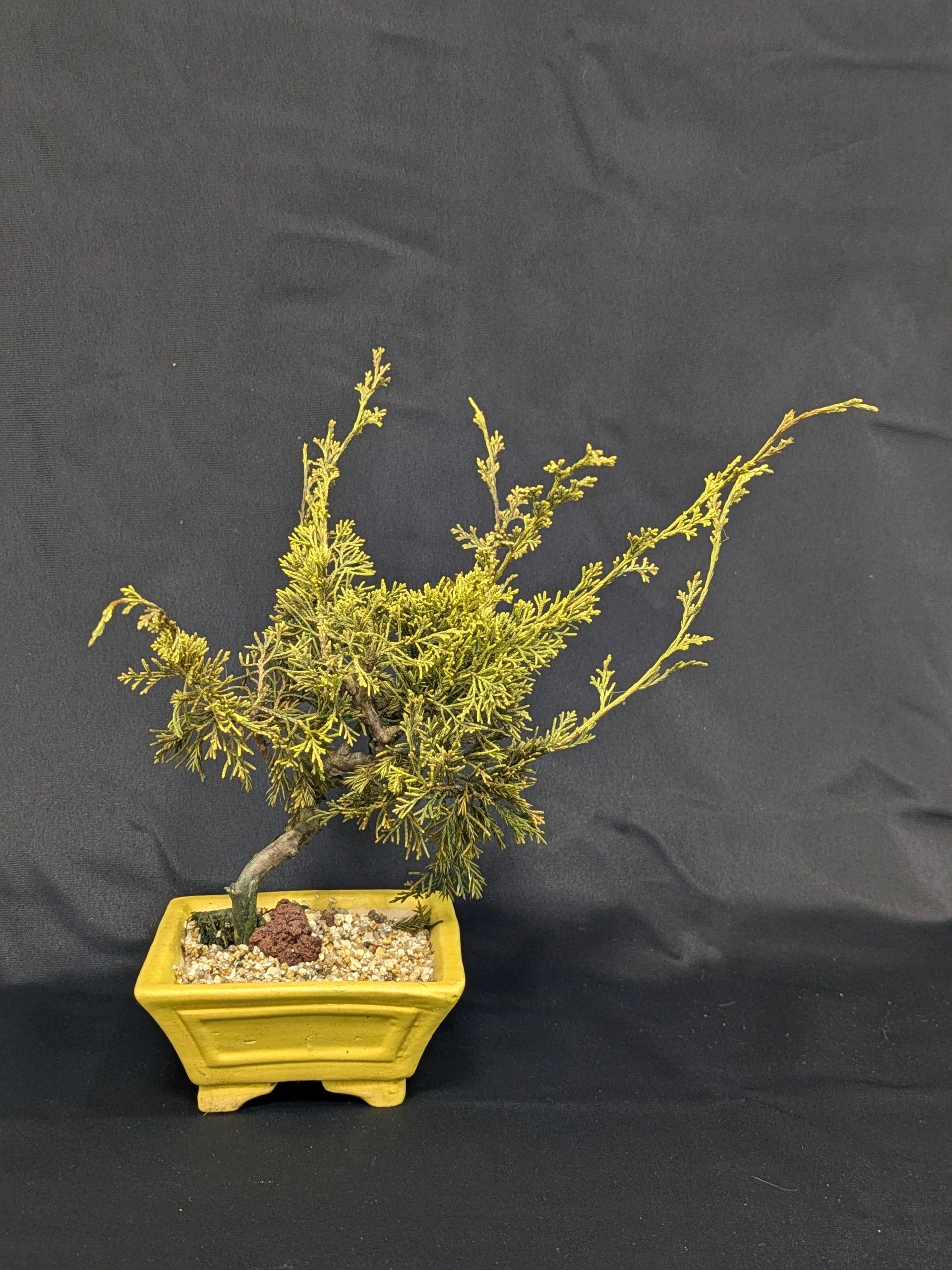 DRY BONSAI (R412-16)