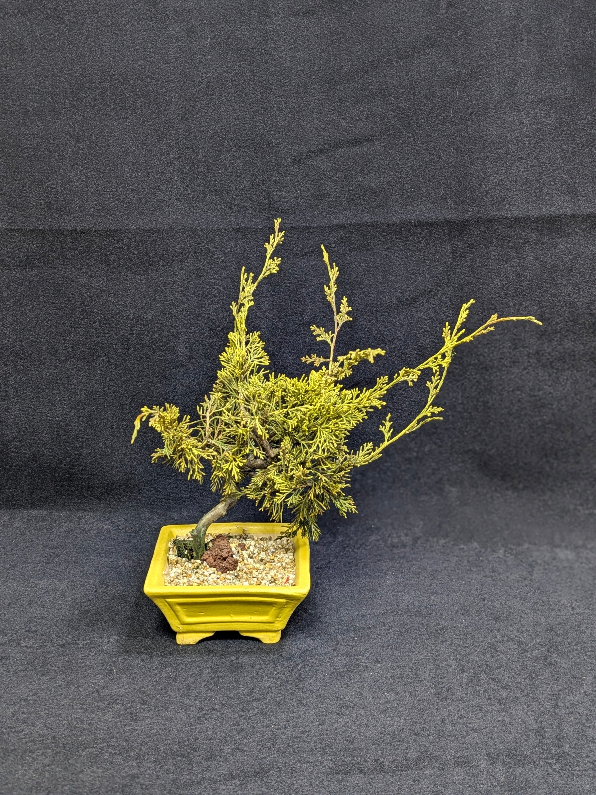 DRY BONSAI (R412-16)