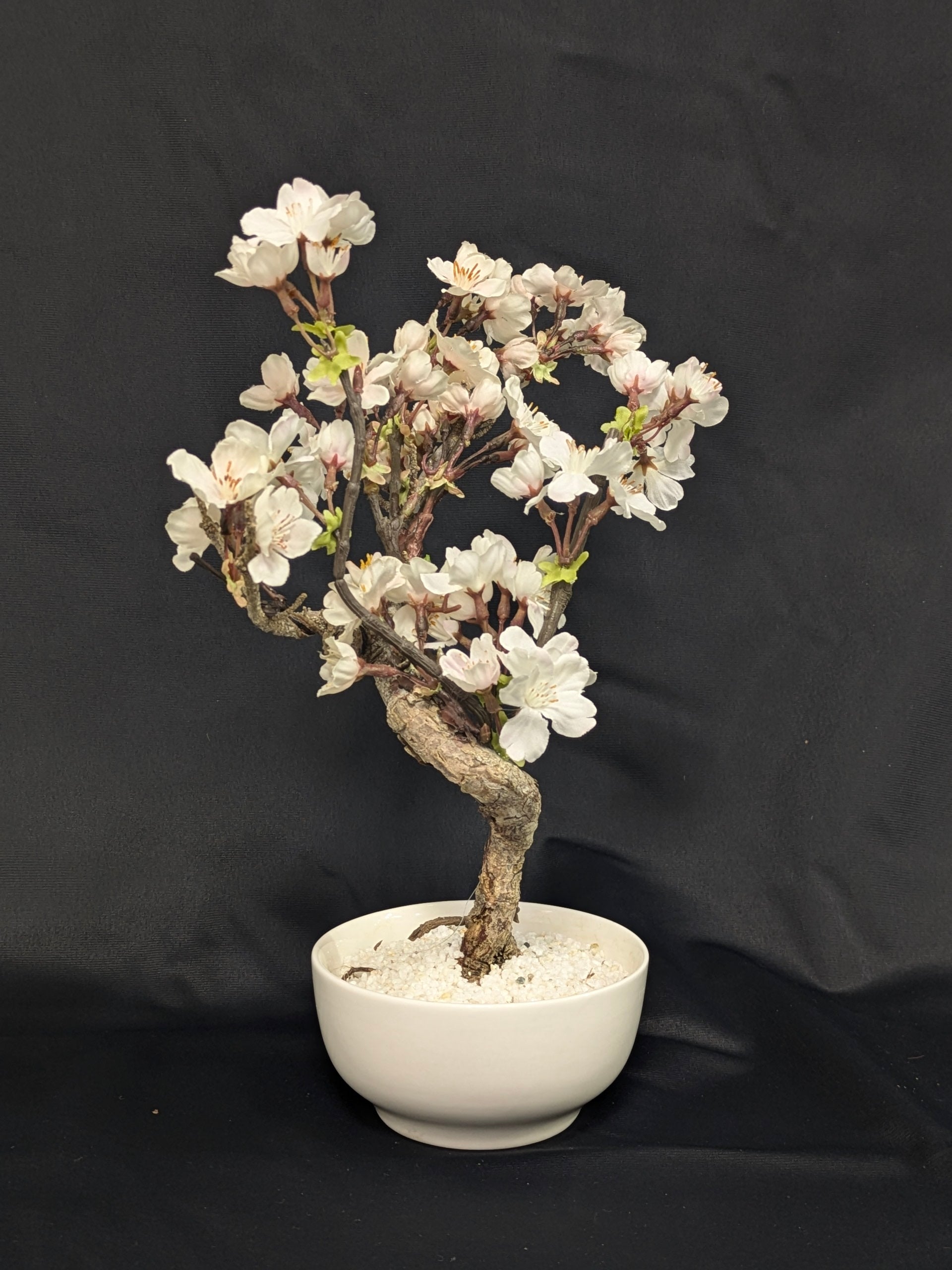 DRY BONSAI (R412-18)