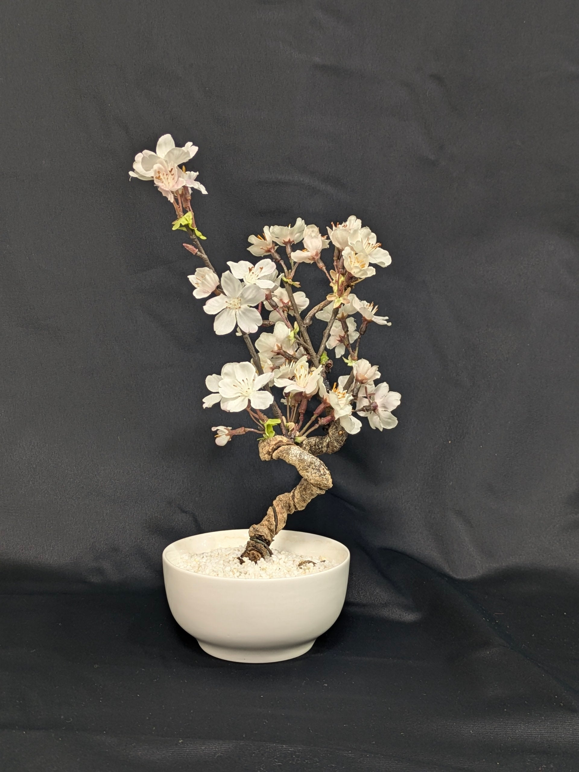 DRY BONSAI (R412-19)