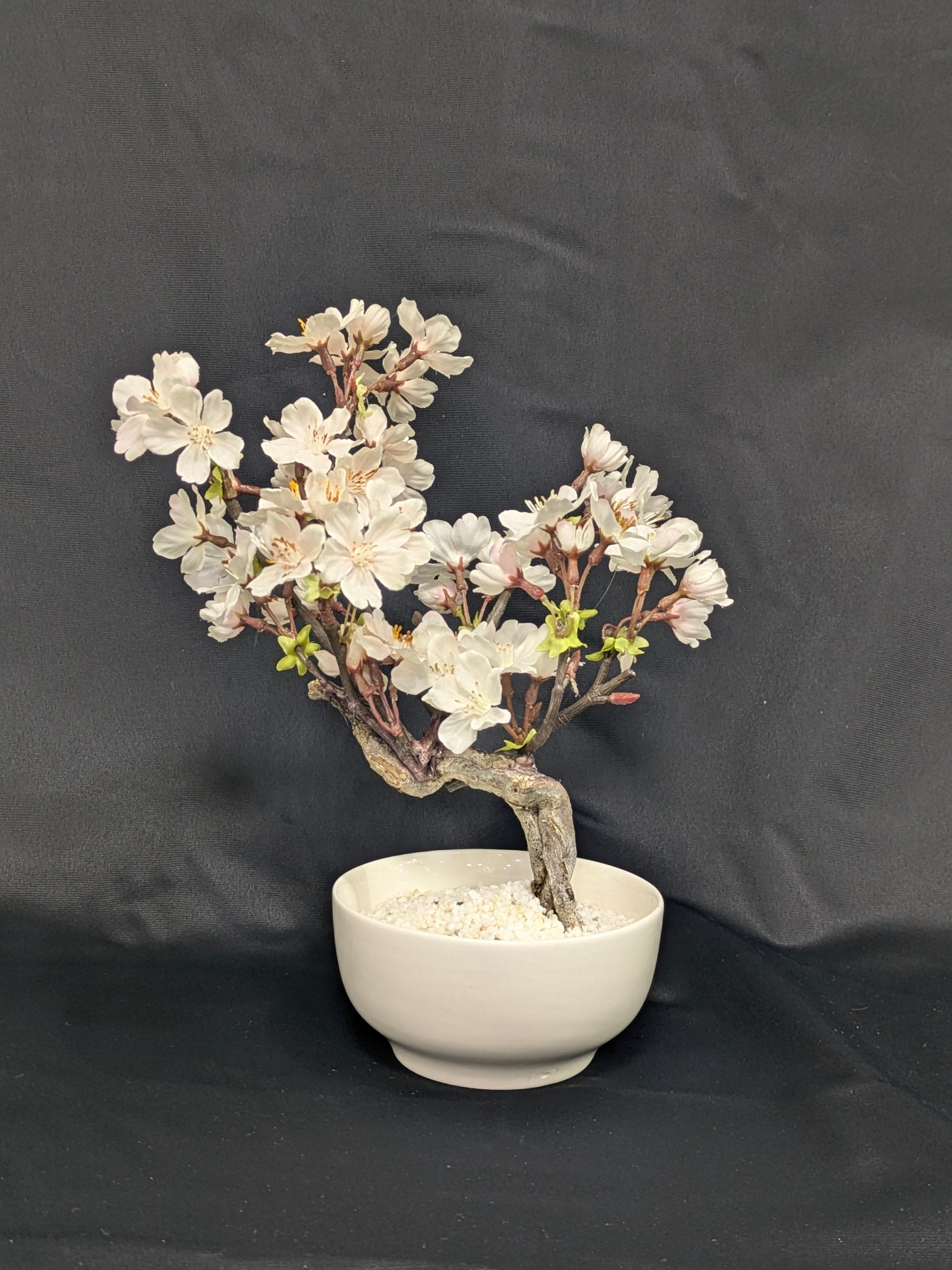 DRY BONSAI (R412-21)