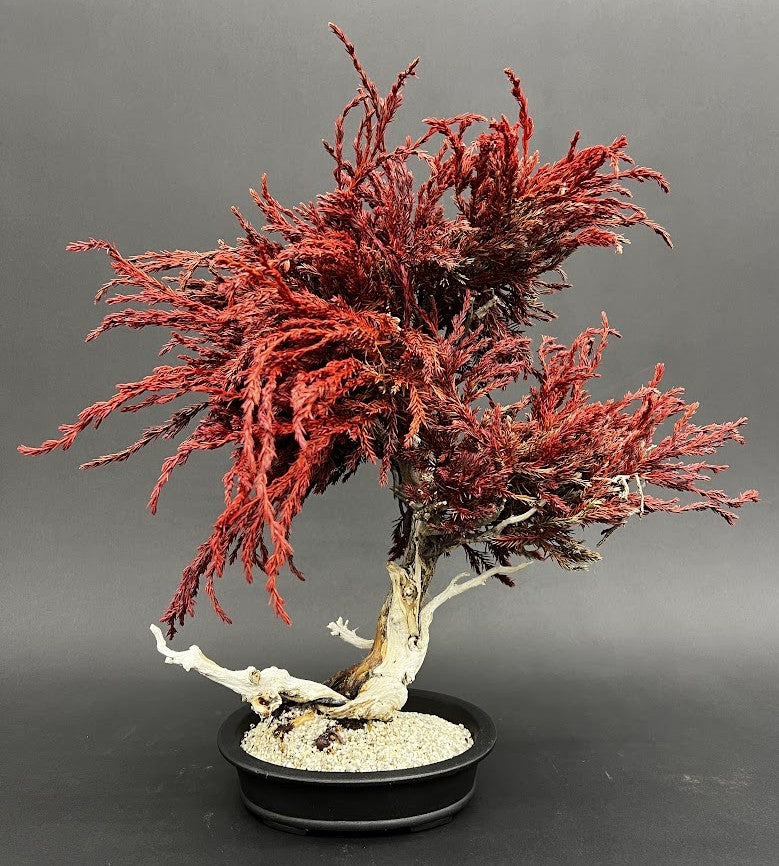 DRY BONSAI (R504-01)