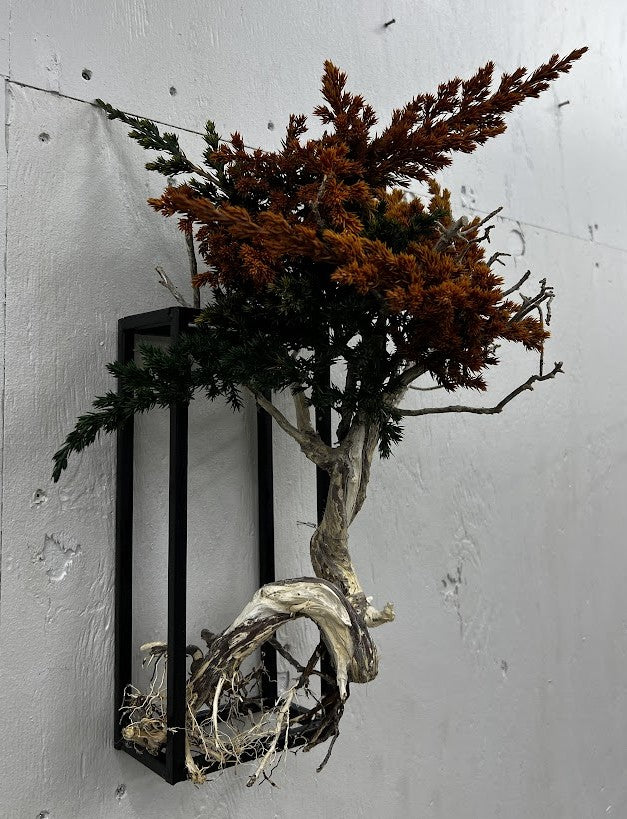 DRY BONSAI (R504-04)